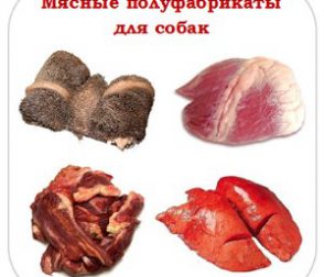 Производство мясных полуфабрикатов для собак. Что это за бизнес?