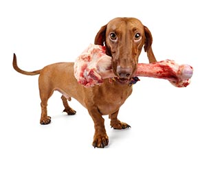 Производство мясных полуфабрикатов для собак. Что это за бизнес?